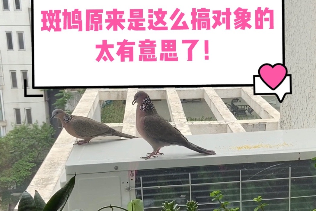 野鸽子求偶原来是这么叫动作也太逗了难得能拍到