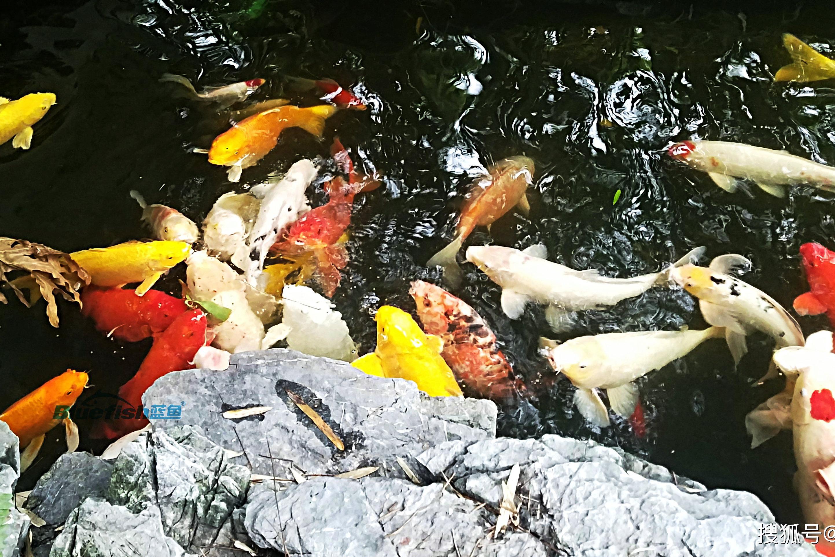 简单介绍锦鲤鱼品种分类_昭和