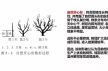 树形结构|主干形,开心形,圆头形 柑橘树形全剖析-搜狐大视野-搜狐新闻