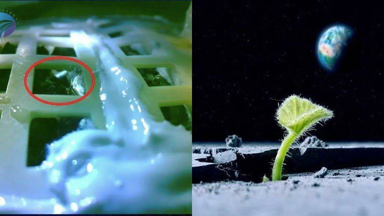 中国在月球植物冒出第一棵绿芽:深夜月球突然出现极度寒冷-搜狐大视野-搜狐新闻