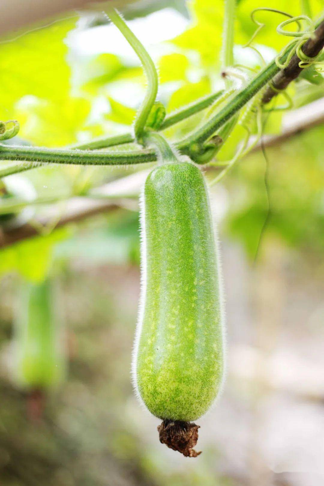 顺德杏坛桑麻黑毛节瓜上市-搜狐大视野-搜狐新闻