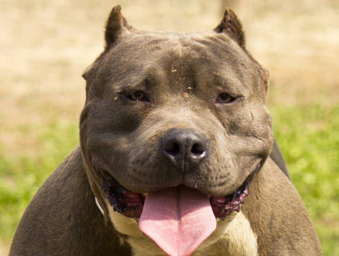 哪种犬最凶猛?恶犬排行榜!第一名为格斗而生!-搜狐大视野-搜狐新闻