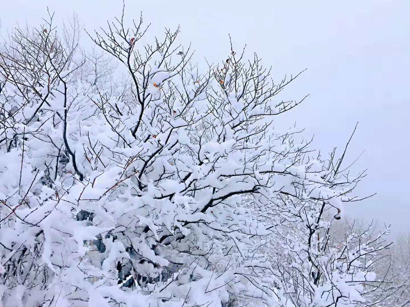 北方雪景图片素材-编号31073956-图行天下