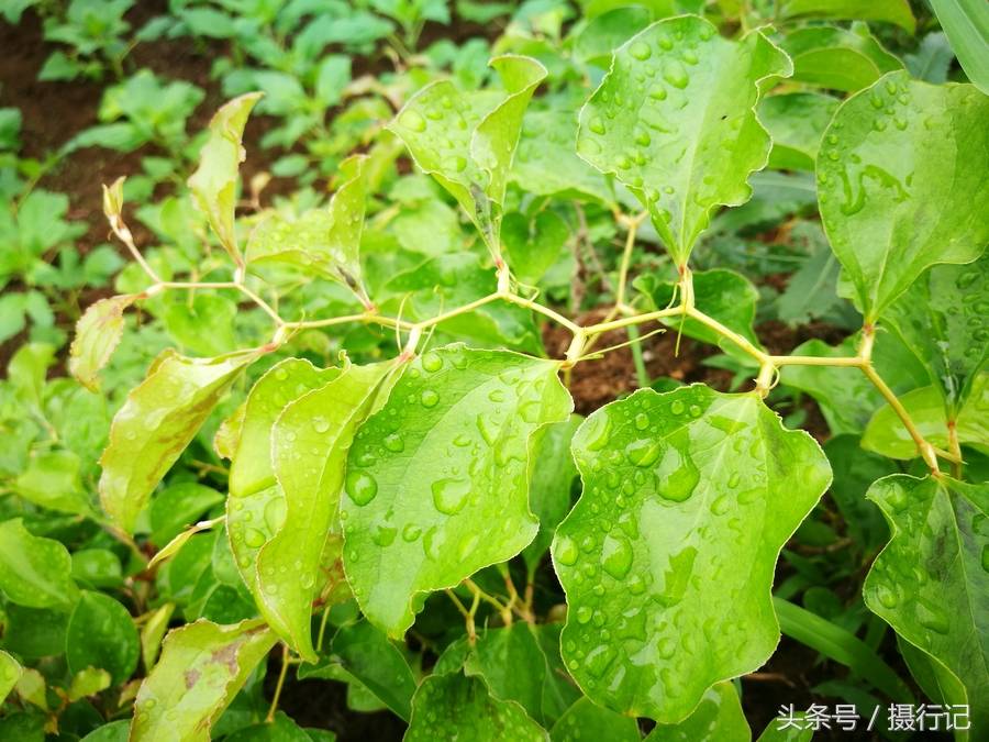农村山坡上一种很硬的刺藤，其名字有好多人都不认识，还是味中药-搜狐大视野-搜狐新闻