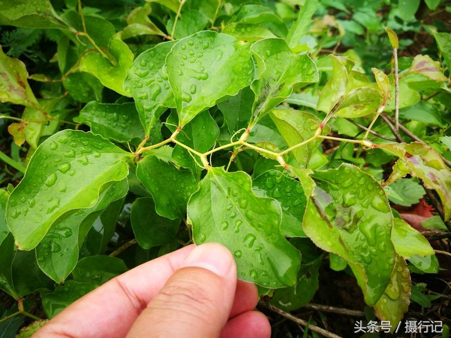 农村山坡上一种很硬的刺藤，其名字有好多人都不认识，还是味中药-搜狐大视野-搜狐新闻