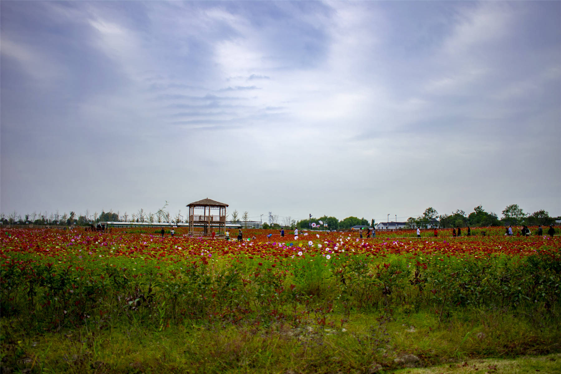 湖州石淙花海世界、免费看、最近花开满式海！ 搜狐大视野 搜狐新闻