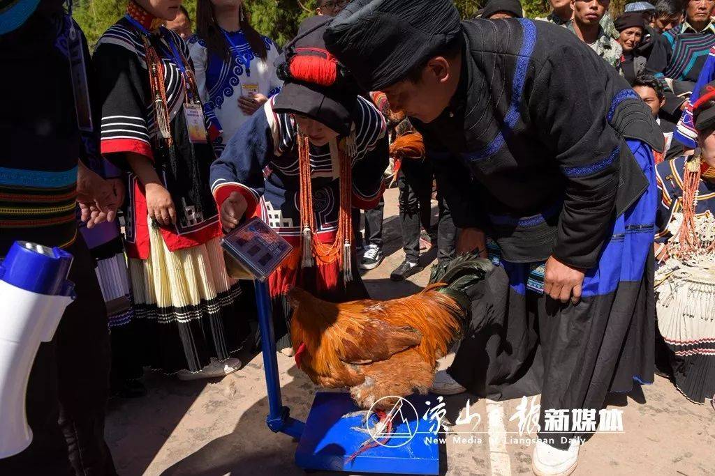 一只鸡7000元! 凉山美姑最美岩鹰鸡诞生-搜狐大视野-搜狐新闻