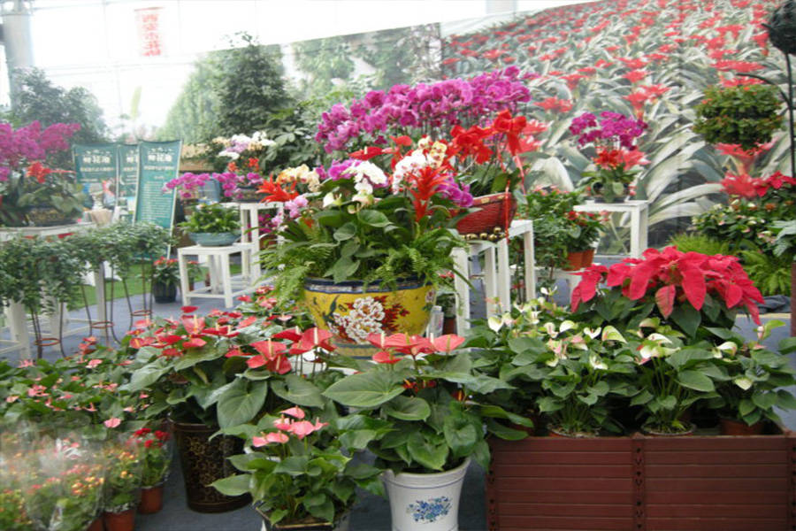 郑州花卉