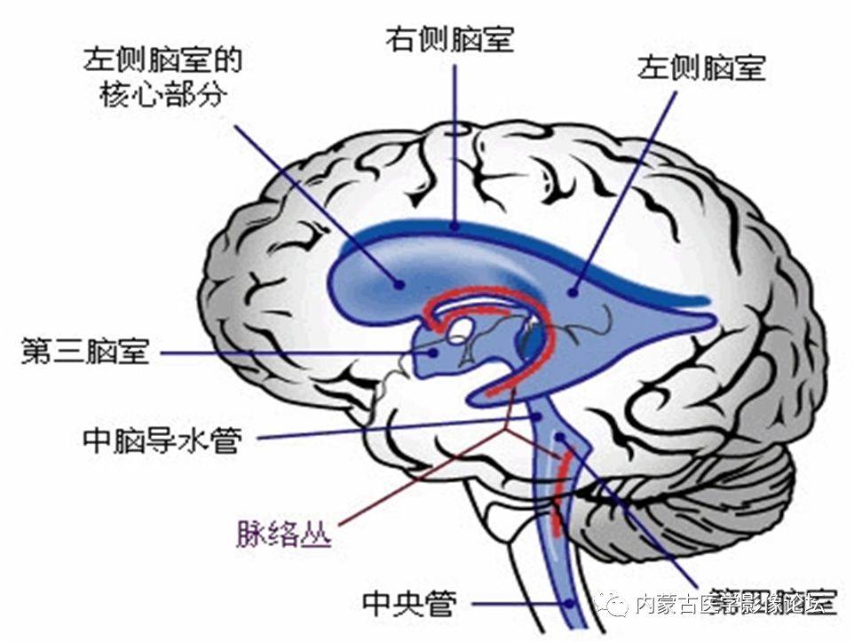 海马结构(HF)-搜狐大视野-搜狐新闻