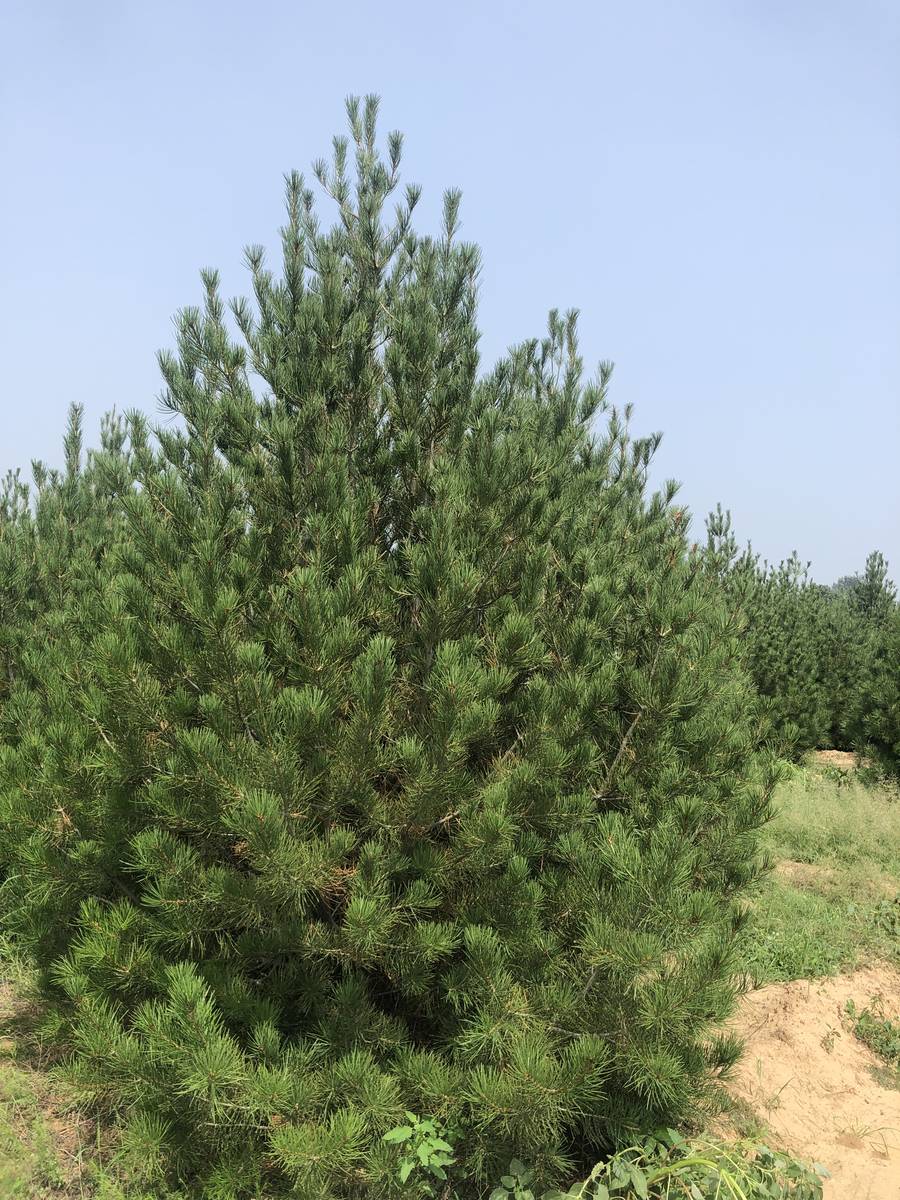百度搜索-山西紫光4米白皮松基地 -搜狐大视野-搜狐新闻