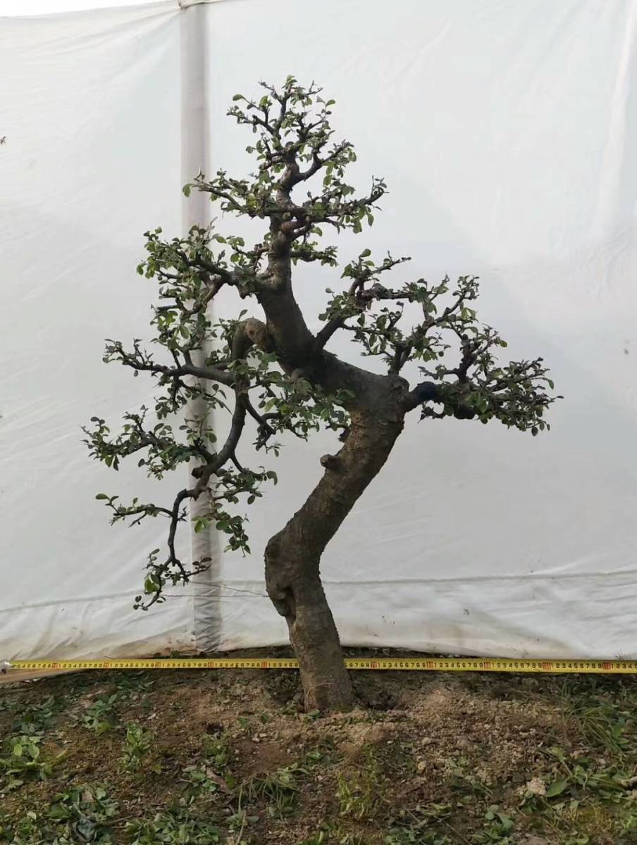 榔榆树桩枝干如虬龙般,做盆栽很漂亮!-搜狐大视野-搜狐新闻