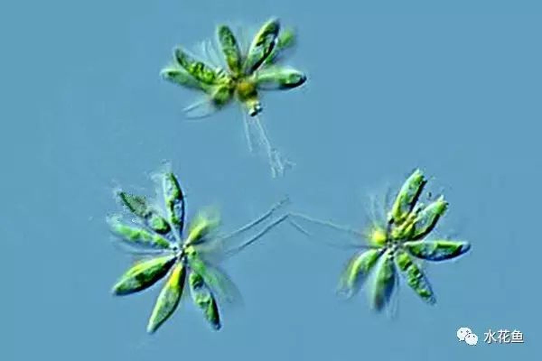 高清图谱(下):水体浮游生物---绿藻门浮游植物46种