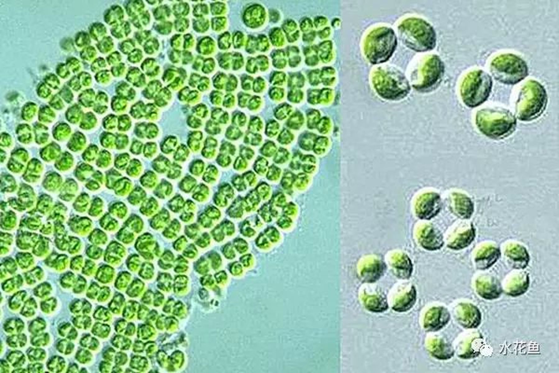 高清图谱(下):水体浮游生物---绿藻门浮游植物46种