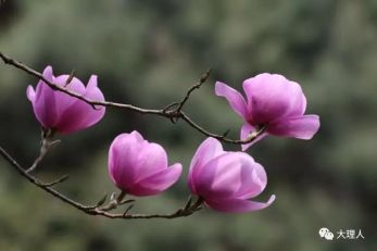 上关花为什么有花名却不见花?-搜狐大视野-搜狐新闻