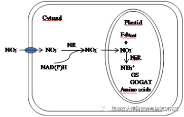 植物对铵态氮和硝态氮的吸收同化机理简介-搜狐大视野-搜狐新闻