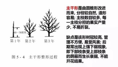 树形结构|主干形,开心形,圆头形 柑橘树形全剖析-搜狐大视野-搜狐新闻