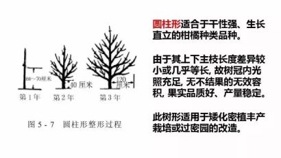 树形结构|主干形,开心形,圆头形 柑橘树形全剖析-搜狐大视野-搜狐新闻
