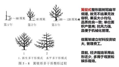 树形结构|主干形,开心形,圆头形 柑橘树形全剖析-搜狐大视野-搜狐新闻