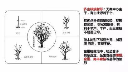 树形结构|主干形,开心形,圆头形 柑橘树形全剖析-搜狐大视野-搜狐新闻