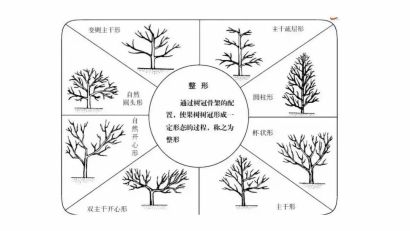 树形结构|主干形,开心形,圆头形 柑橘树形全剖析-搜狐大视野-搜狐新闻