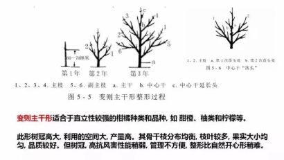 树形结构|主干形,开心形,圆头形 柑橘树形全剖析-搜狐大视野-搜狐新闻