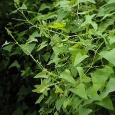 “杠板归”是治疗“蛇缠腰”的特效药,你知道吗?-搜狐大视野-搜狐新闻