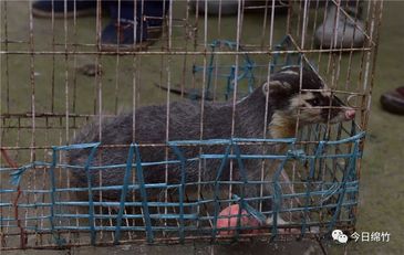 【关注】快来看稀奇!绵竹发现国家三有保护动物“鼬獾”……-搜狐大视野-搜狐新闻