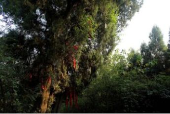 去绵阳旅游，你不可不看的神仙树！-搜狐大视野-搜狐新闻