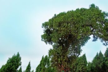 去绵阳旅游，你不可不看的神仙树！-搜狐大视野-搜狐新闻