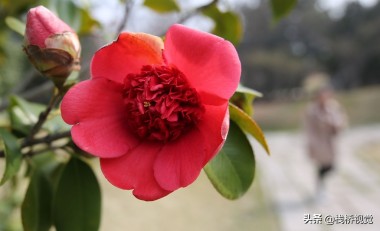 青岛市市花耐冬象征图片