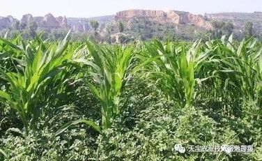 什么是间作套种,30种间作农作物间作套种大全-搜狐大视野-搜狐新闻
