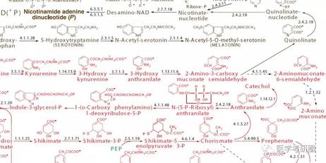 生化三大代谢图？太LOW了吧，看看 吴在望生化九大代谢全图-搜狐大视野-搜狐新闻