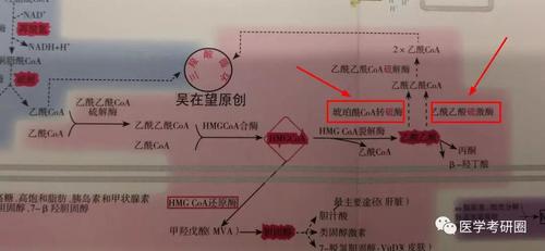 生化三大代谢图？太LOW了吧，看看 吴在望生化九大代谢全图-搜狐大视野-搜狐新闻