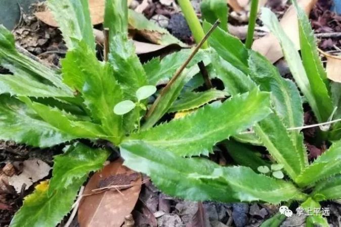 真香菜梅州人都吃过这种梅州独有的假香菜你吃过吗