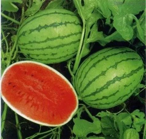 最早的西瓜长这样这些植物最原始的样子让你大跌眼镜