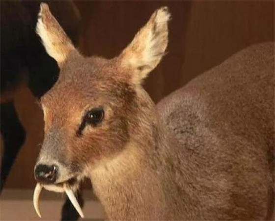 世界上真的有吸血鬼鹿吗它们真的吸血吗