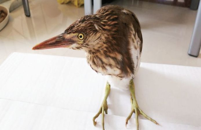 剑川森林公安局救助一只池鹭