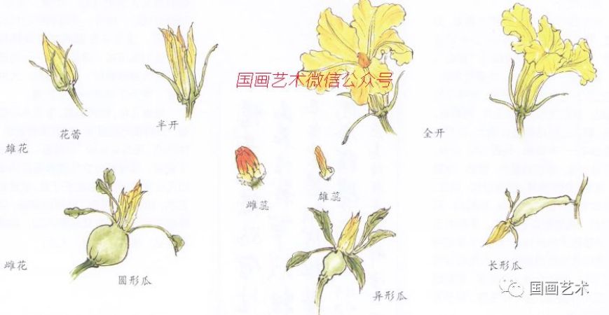 图文教程学国画之南瓜表现技法