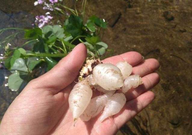 农村野外常见的酢浆草根茎也叫做水晶萝卜作用还真不小