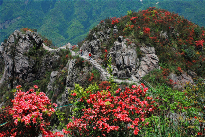 清明假期到廣東連山金子山賞滿山高山杜鵑花