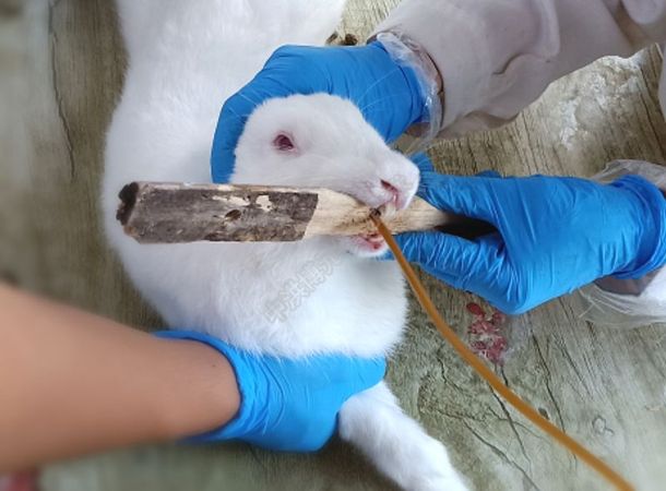 实验专栏丨中洪实操兔子灌胃及抓取