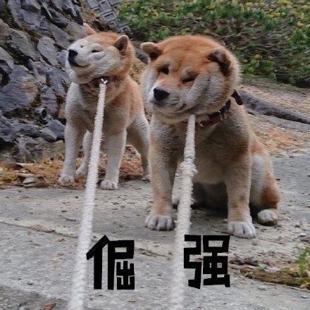 柴犬表情包真叫狗頭大