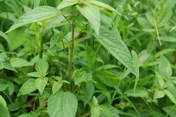 野麻草图片湿疹图片