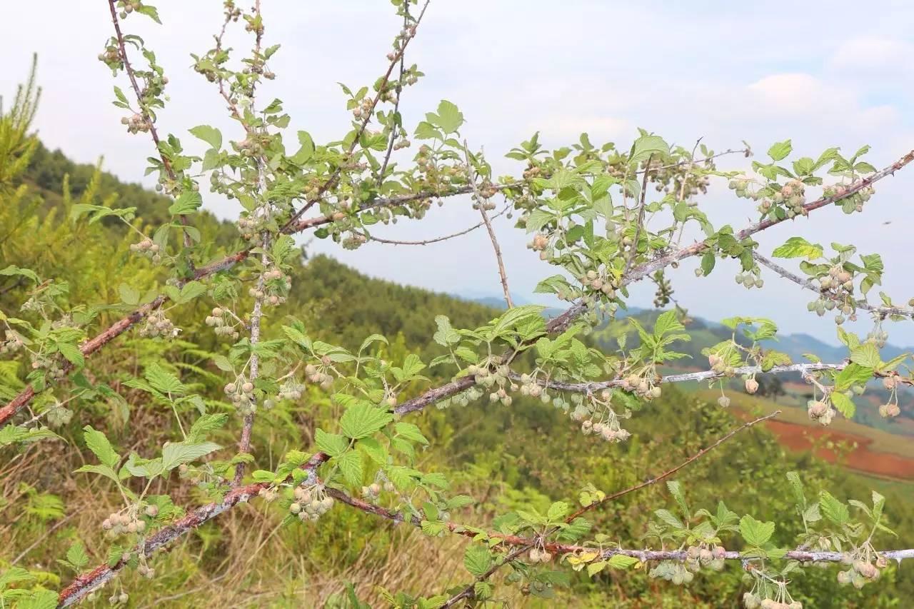 离昆明最近的寻甸县,发现800亩,野生黄金锁梅