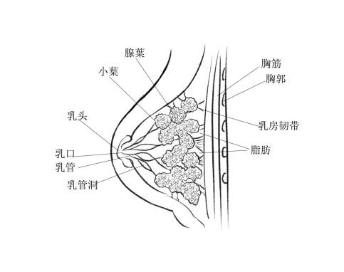 何雨桐的奶图片