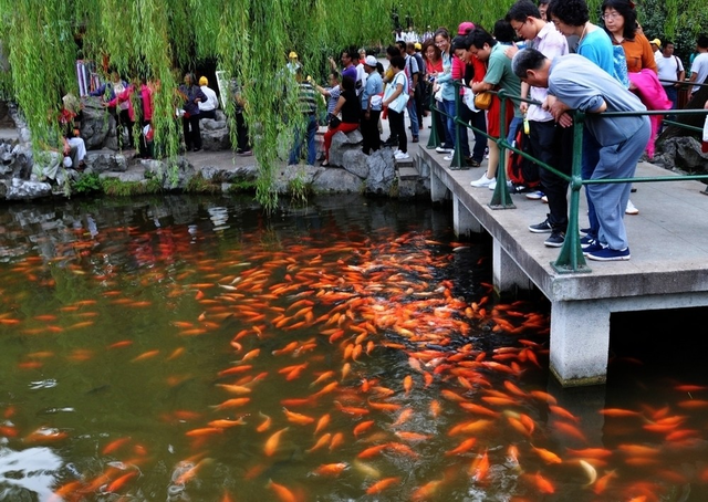 杭州玉泉观鱼图片