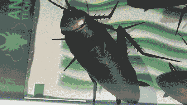 彩色蟑螂表情包动图图片