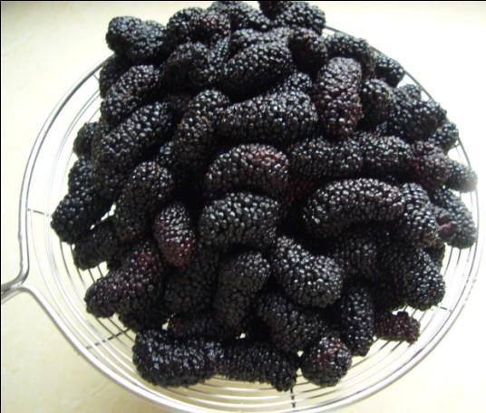黑枣可养血明目细数13种黑色食物越黑越营养