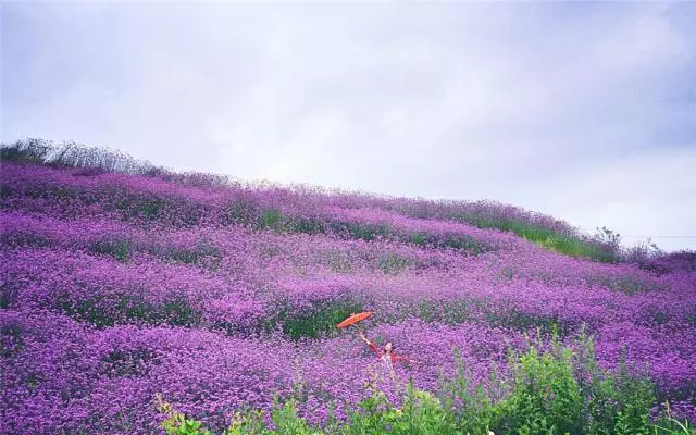 在花海留影的美好,无疑是山城夏天的最后一丝怜悯.