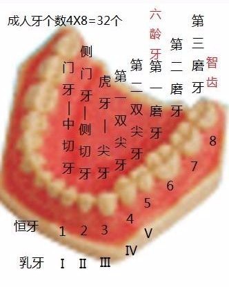 人有多少颗牙齿:正常人牙齿数量在28~32之间